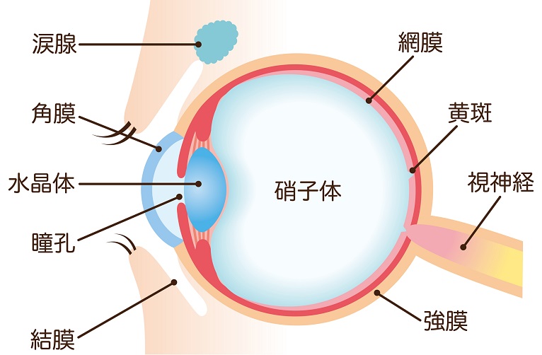 網膜硝子体手術とは